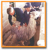 Eric Hoffman assessing an alpaca for The Alpaca Registry