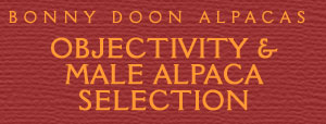 Objectivity and Male Alpaca Selection by Eric Hoffman
